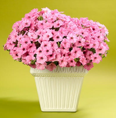 Supertunia Vista Bubblegum P7 - zestaw 10 sztuk