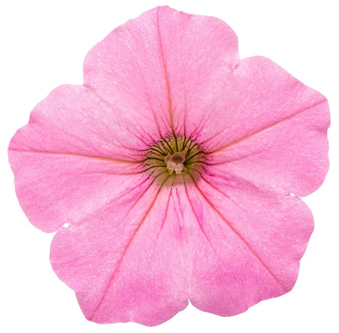 Supertunia Vista Bubblegum P7 - zestaw 10 sztuk