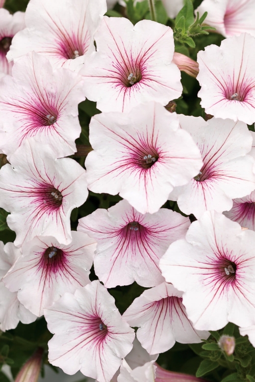 Supertunia Vista SILVERBERRY P9