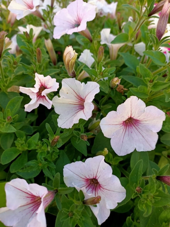 Supertunia Vista SILVERBERRY P9