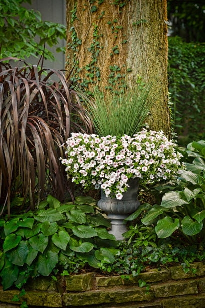 Supertunia Vista SILVERBERRY P9