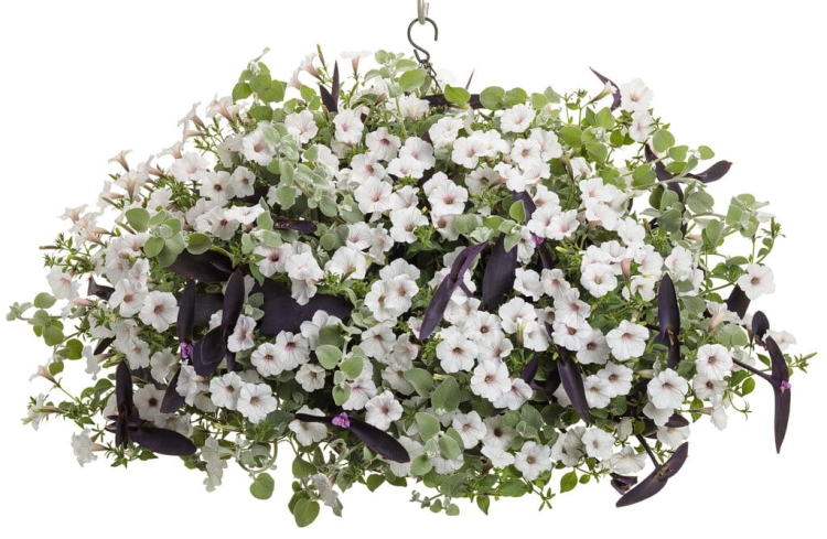 Supertunia Vista SILVERBERRY P9