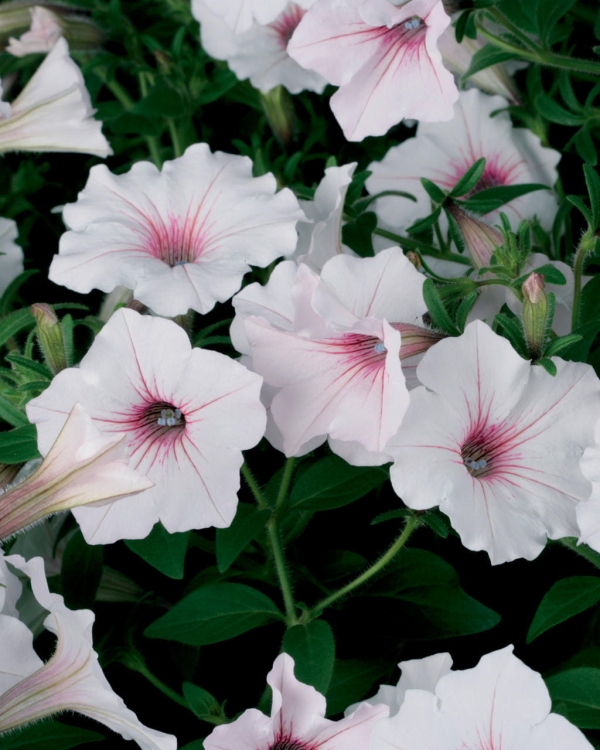 Supertunia Vista SILVERBERRY P9