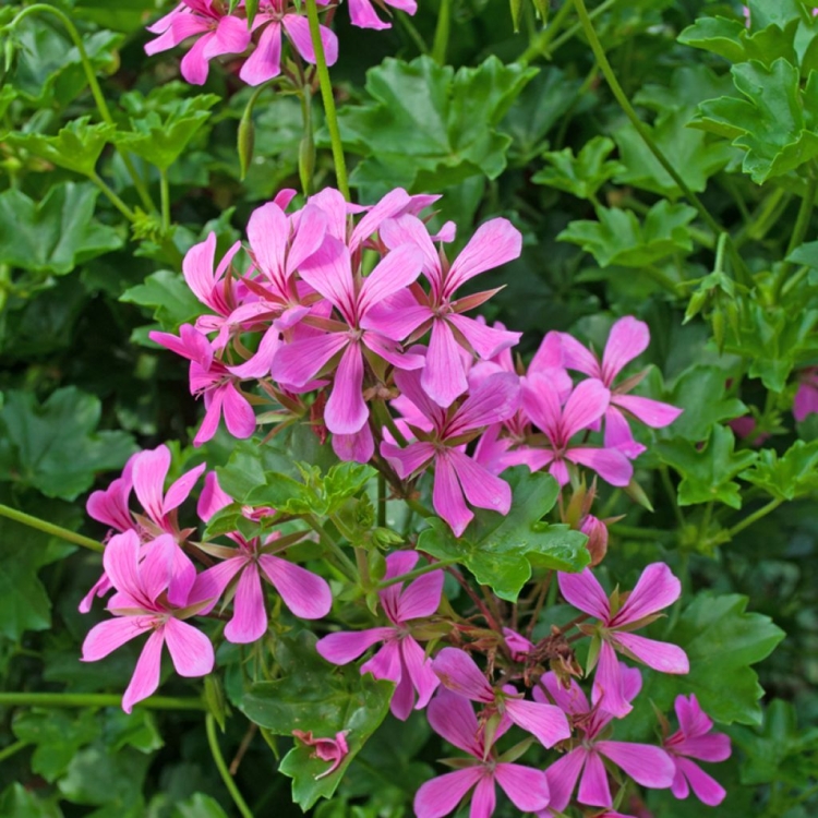 Pelargonia Bluszczolistna BALCON LILAC p7