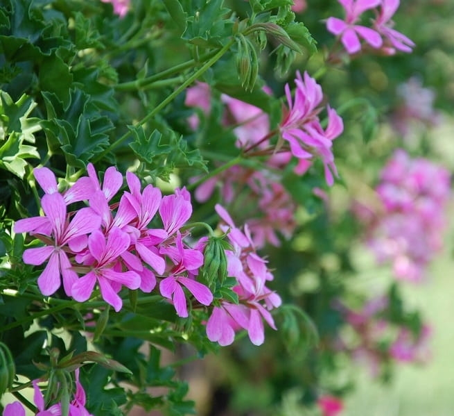 Pelargonia Bluszczolistna BALCON LILAC p7