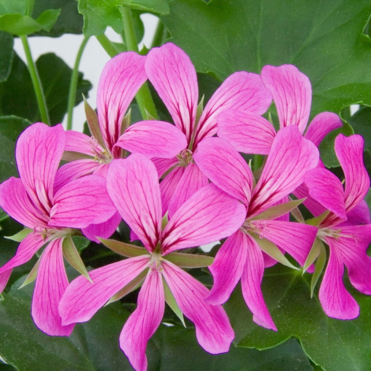 Pelargonia Bluszczolistna BALCON LILAC p7