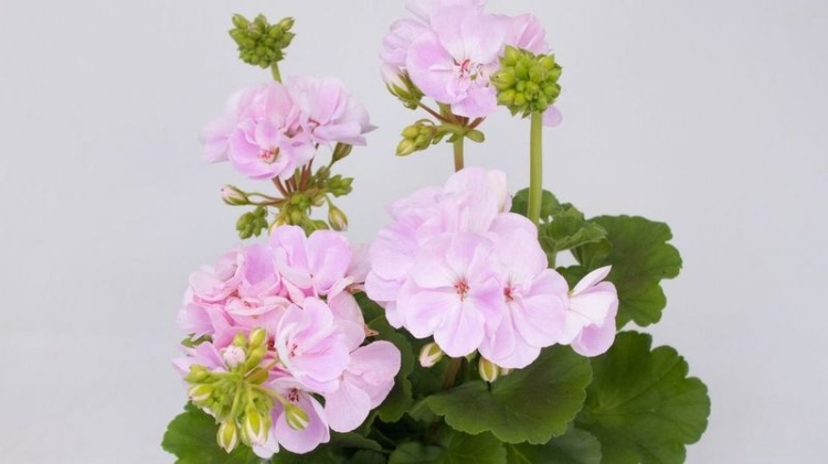 Pelargonia Rabatowa Holly c12