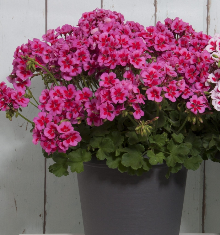 Pelargonia Rabatowa Smokey eye purple c12