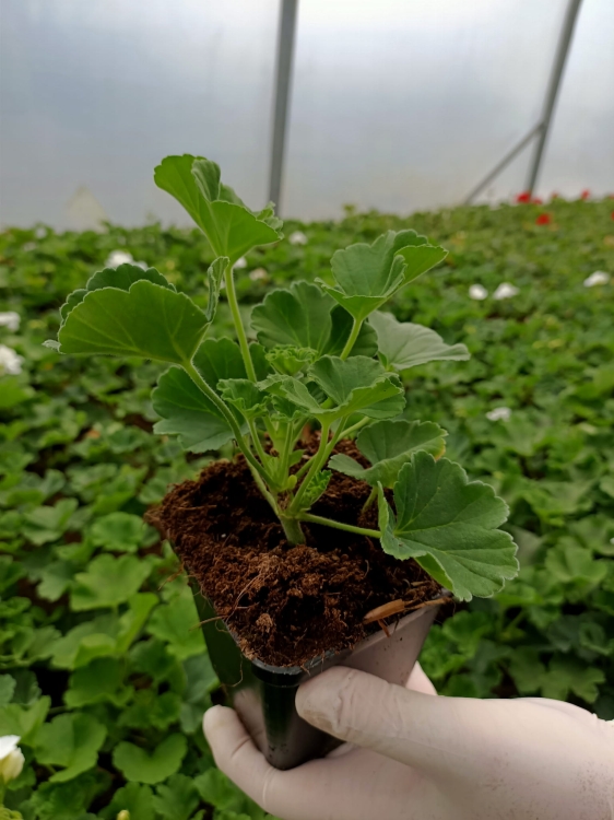 Pelargonia Rabatowa Smokey eye purple c12