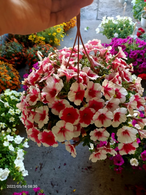 Surfinia Petunia Red Picote p9