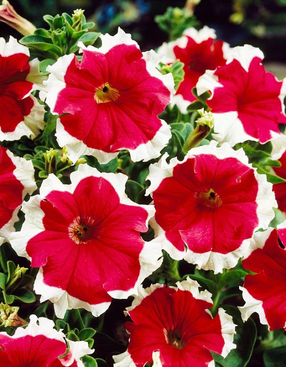 Surfinia Petunia Red Picote p9