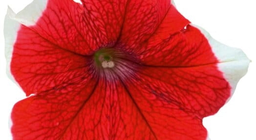 Surfinia Petunia Red Picote p9