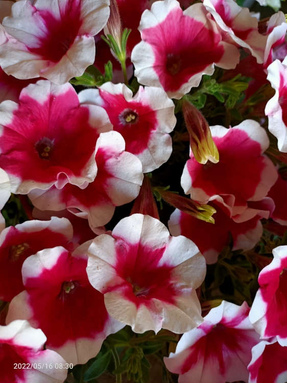 Surfinia Petunia Red Picote p9