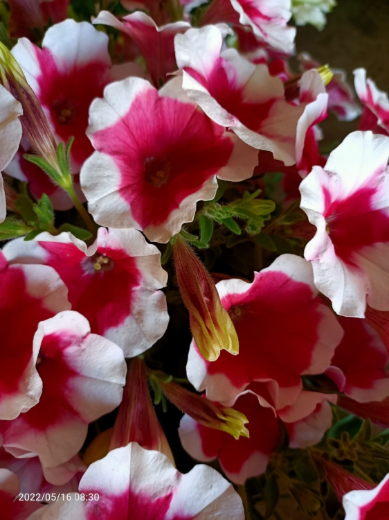 Surfinia Petunia Red Picote p9