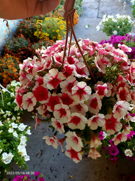 Surfinia Petunia Red Picote p9