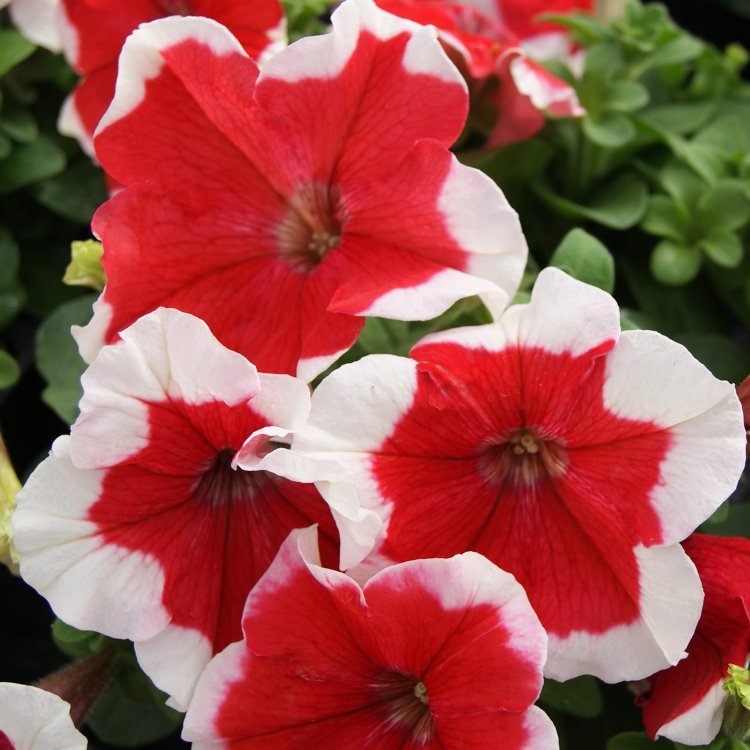 Surfinia Petunia Red Picote p9