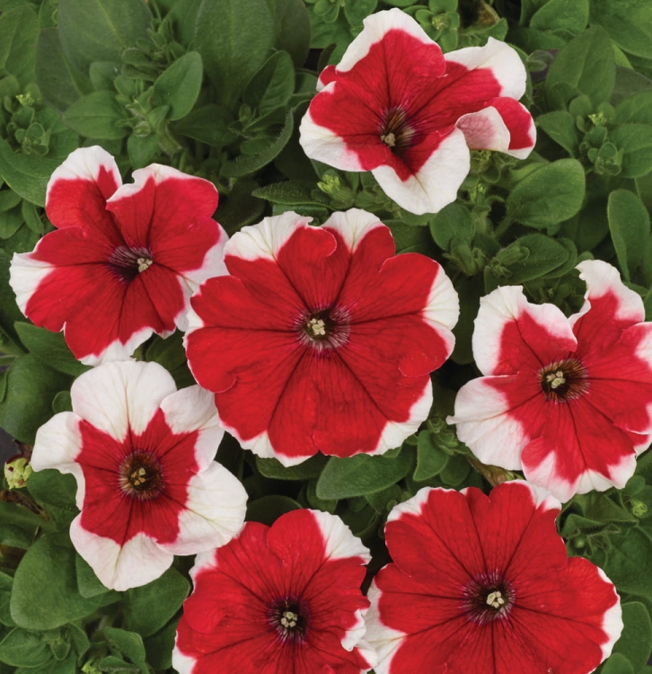 Surfinia Petunia Red Picote p9