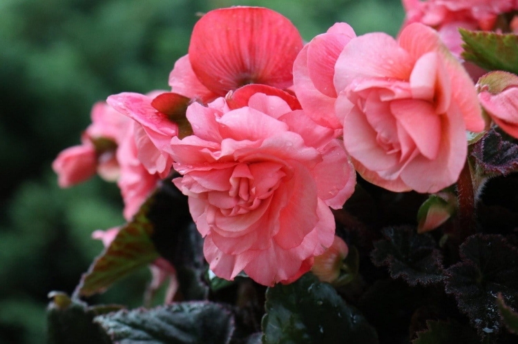 BEGONIA BULWIASTA Light Rose p9