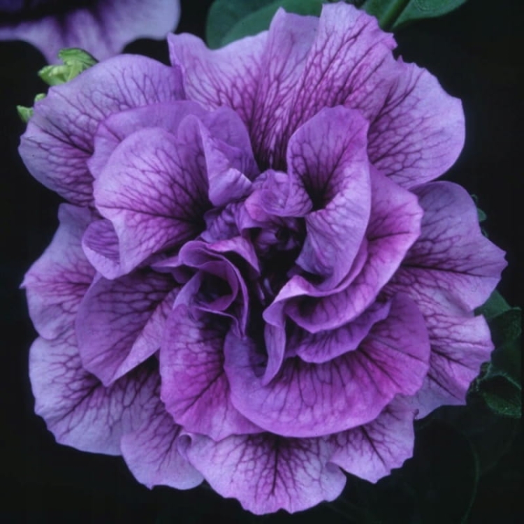 SURFINIA PETUNIA Tumbelina PRISCILLA PRO p9