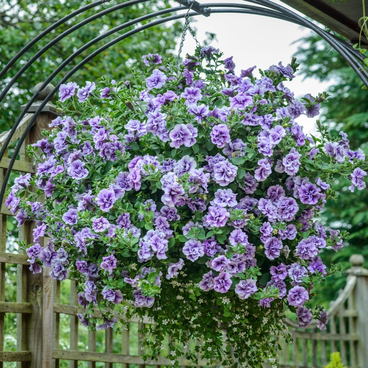 SURFINIA PETUNIA Tumbelina PRISCILLA PRO p9