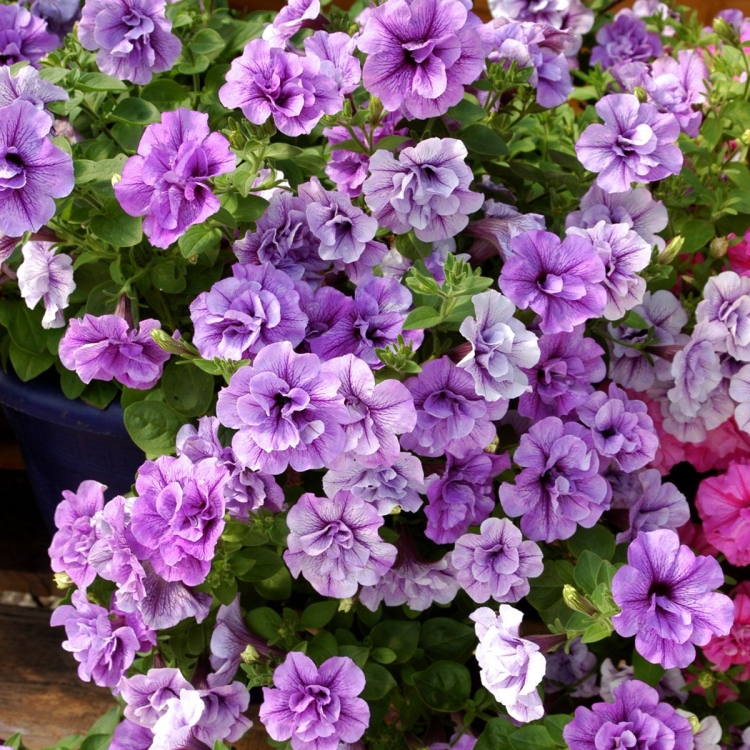 SURFINIA PETUNIA Tumbelina PRISCILLA PRO p9