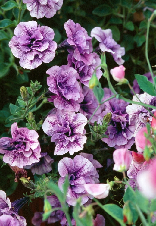 SURFINIA PETUNIA Tumbelina PRISCILLA PRO p9