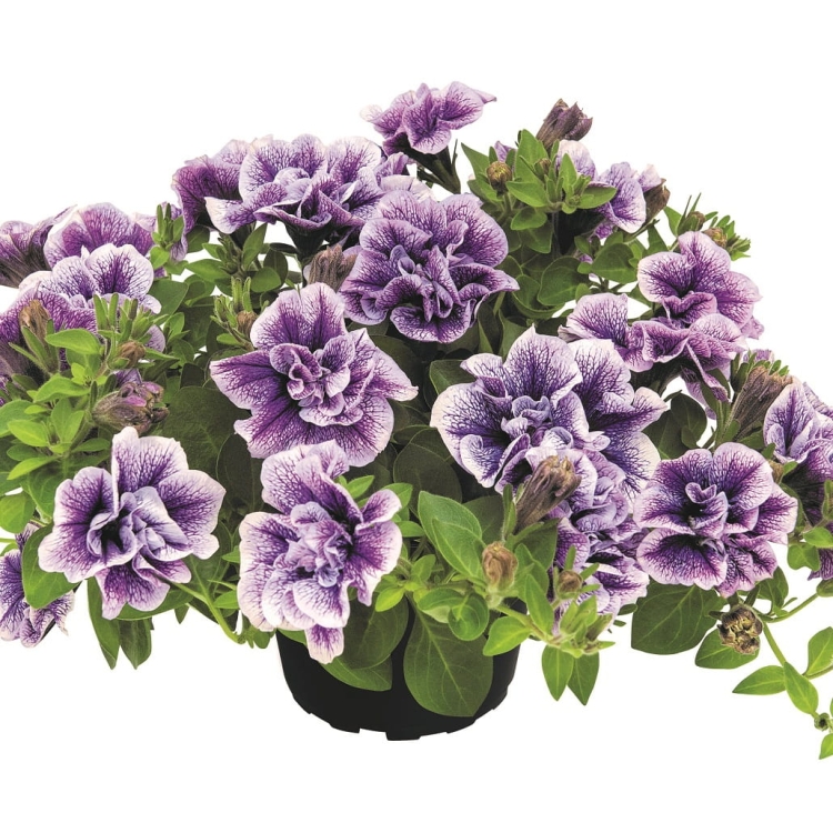 SURFINIA PETUNIA Tumbelina PRISCILLA PRO p9
