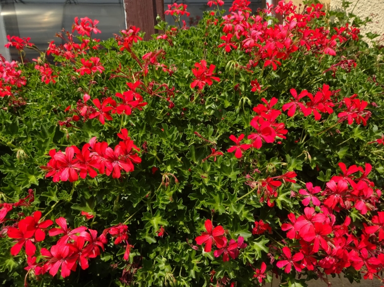 Pelargonia bluszczolistna - zwisająca Czerwona P7