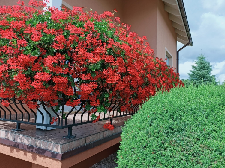 Pelargonia bluszczolistna - zwisająca Czerwona P7