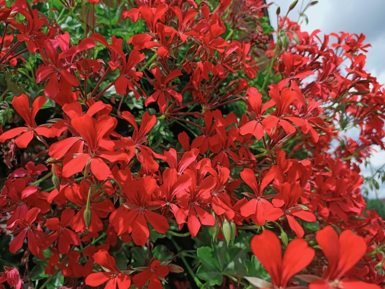 Pelargonia bluszczolistna - zwisająca Czerwona P7