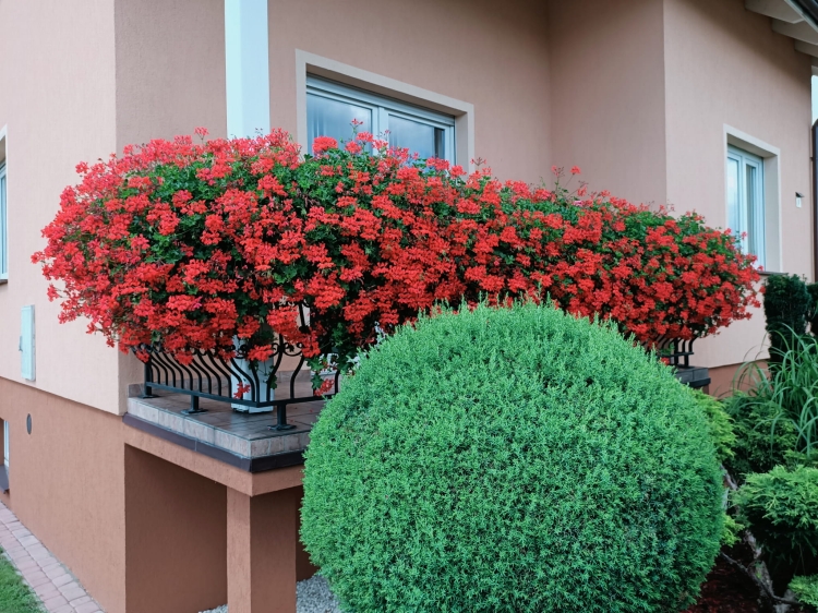 Pelargonia bluszczolistna - zwisająca Czerwona P7