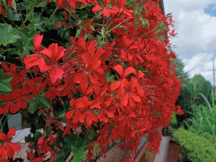 Pelargonia bluszczolistna - zwisająca Czerwona P7