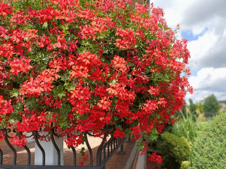 Pelargonia bluszczolistna - zwisająca Czerwona P7