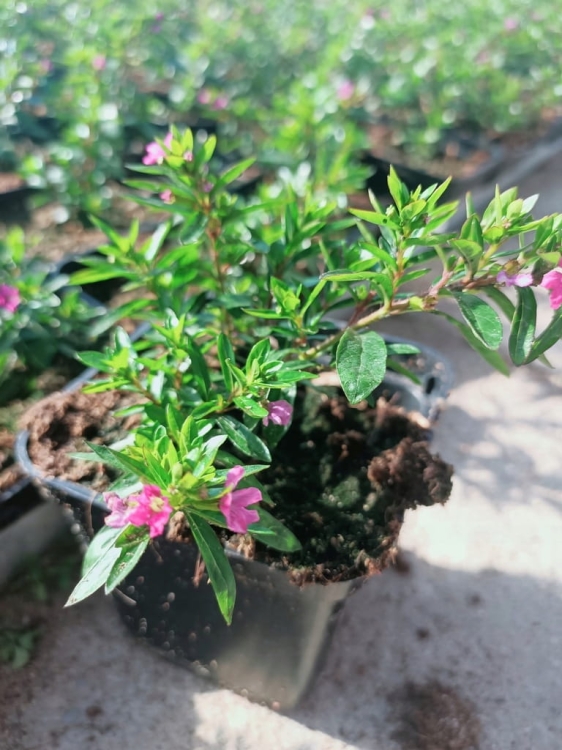 Kufea, Cuphea hyssopifolia Purple sadzonka p9