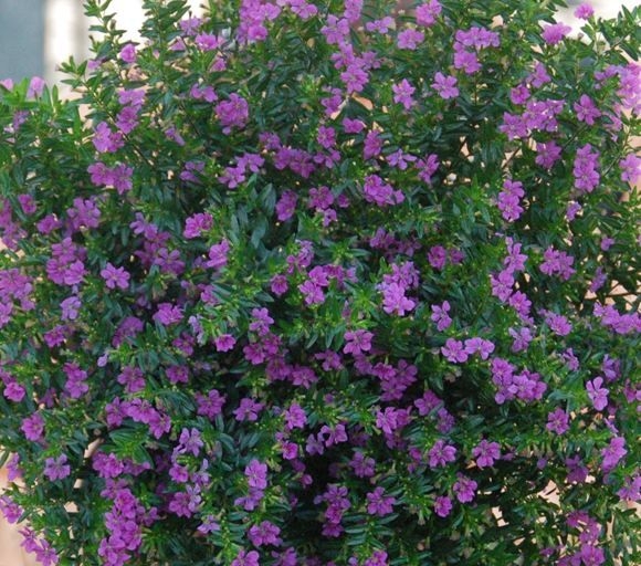 Kufea, Cuphea hyssopifolia Purple sadzonka p9