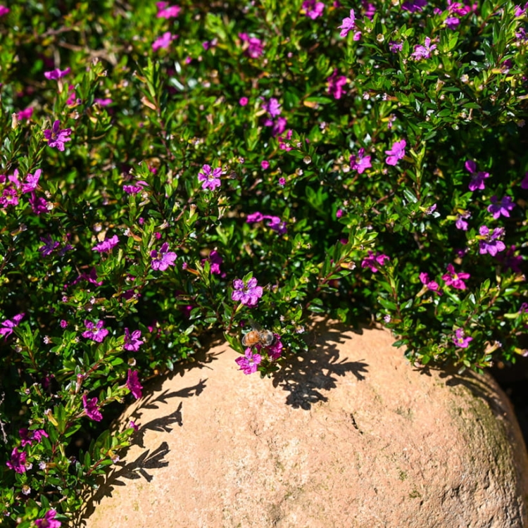 Kufea, Cuphea hyssopifolia Purple sadzonka p9