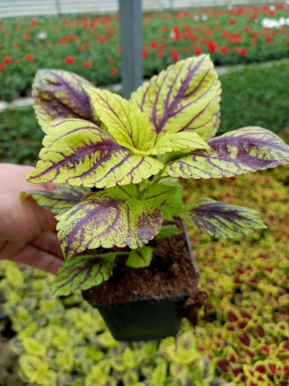 KOLEUS, COLEUS zielony z prążkiem p9