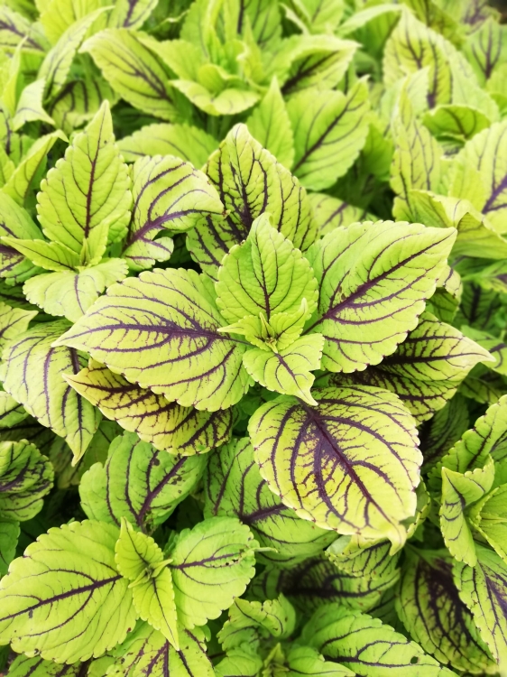 KOLEUS, COLEUS zielony z prążkiem p9