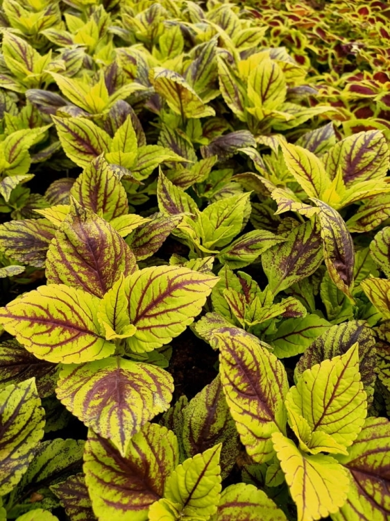 KOLEUS, COLEUS zielony z prążkiem p9