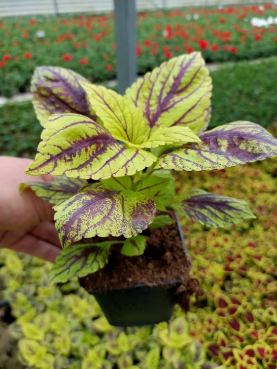 KOLEUS, COLEUS zielony z prążkiem p9