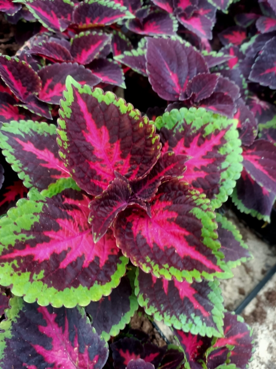 KOLEUS, COLEUS - ZIELONO-BORDOWY p9