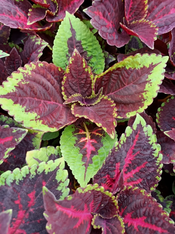 KOLEUS, COLEUS - ZIELONO-BORDOWY p9