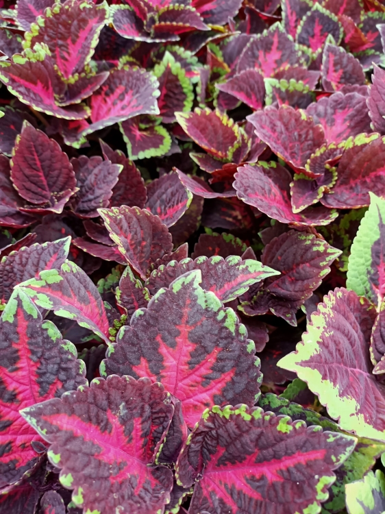 KOLEUS, COLEUS - ZIELONO-BORDOWY p9