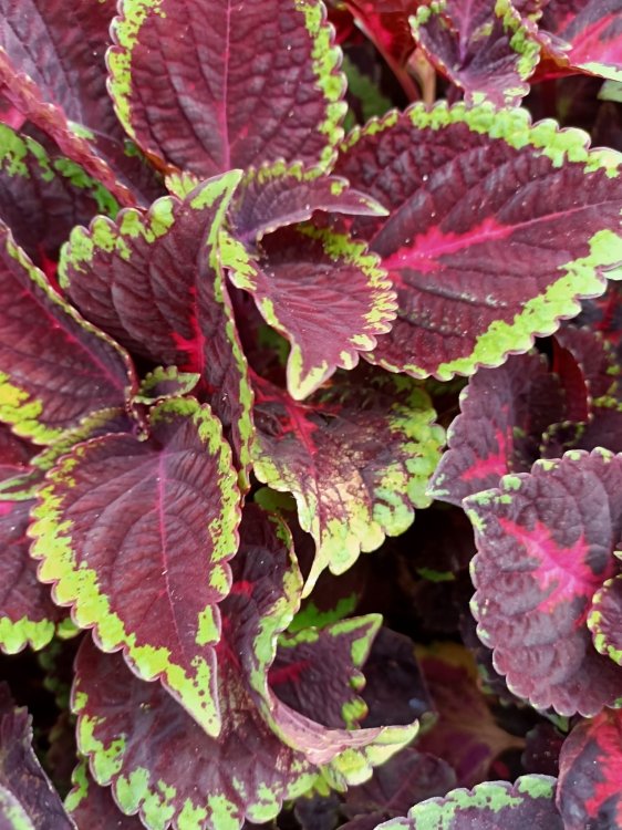 KOLEUS, COLEUS - ZIELONO-BORDOWY p9