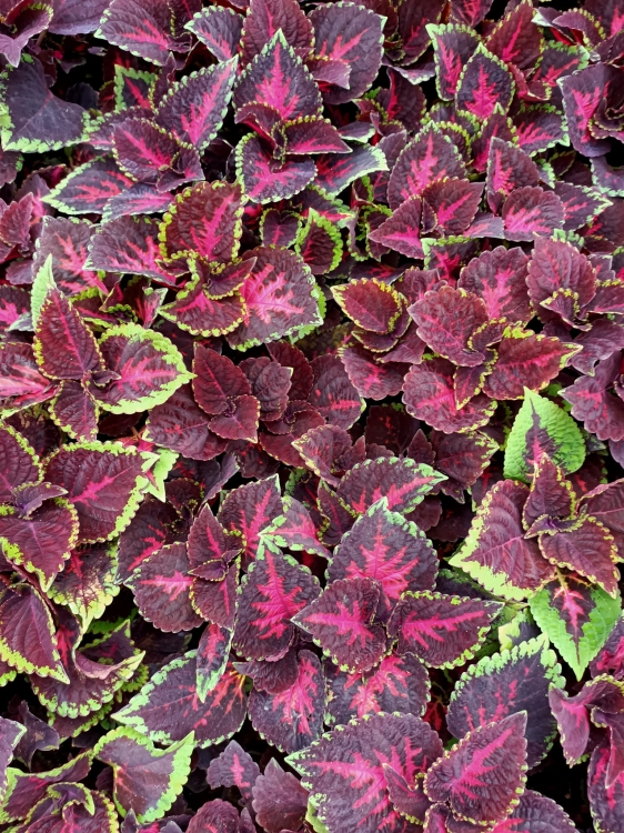 KOLEUS, COLEUS - ZIELONO-BORDOWY p9