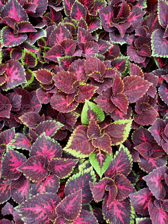 KOLEUS, COLEUS - ZIELONO-BORDOWY p9