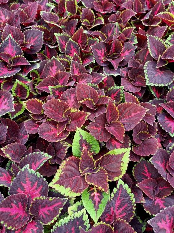 KOLEUS, COLEUS - ZIELONO-BORDOWY p9