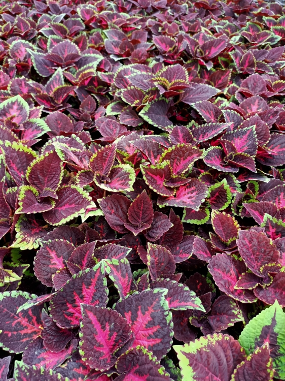 KOLEUS, COLEUS - ZIELONO-BORDOWY p9
