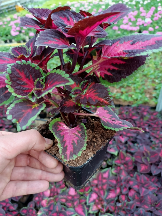 KOLEUS, COLEUS - ZIELONO-BORDOWY p9