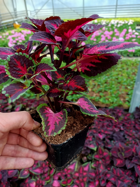 KOLEUS, COLEUS - ZIELONO-BORDOWY p9